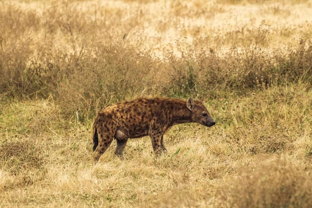 Gnoll gnolls reassemble races of hyena