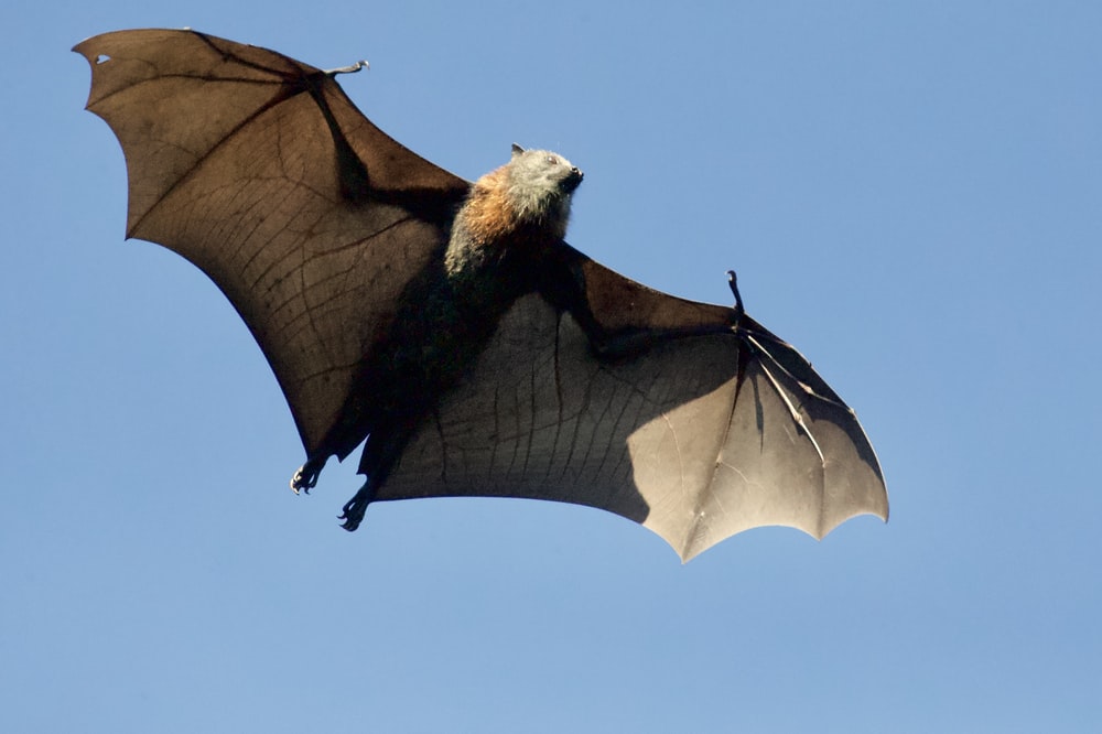 Bats deserve cool names