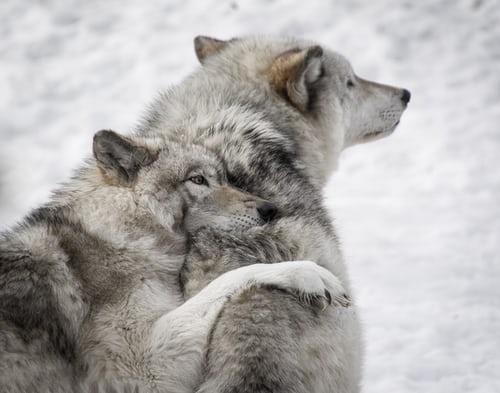 Wolves have tight knit family bonds