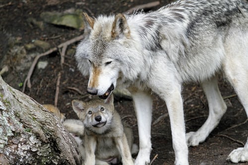 We know they're dangerous but wolf pups are so cute