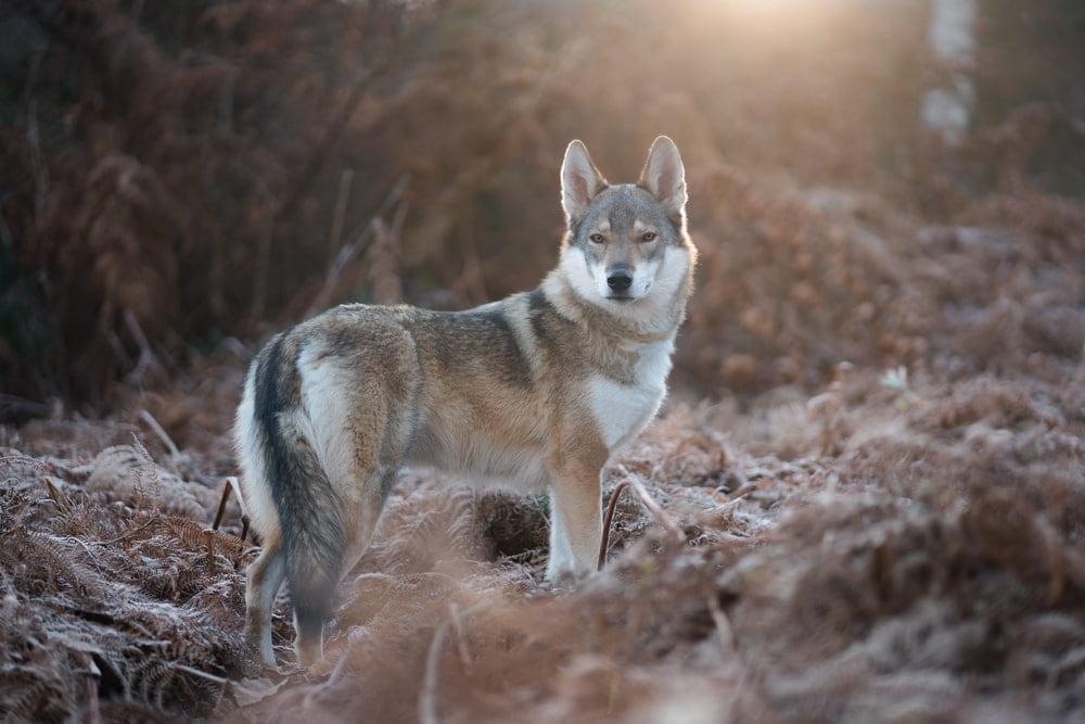 Find the most powerful wolf names here