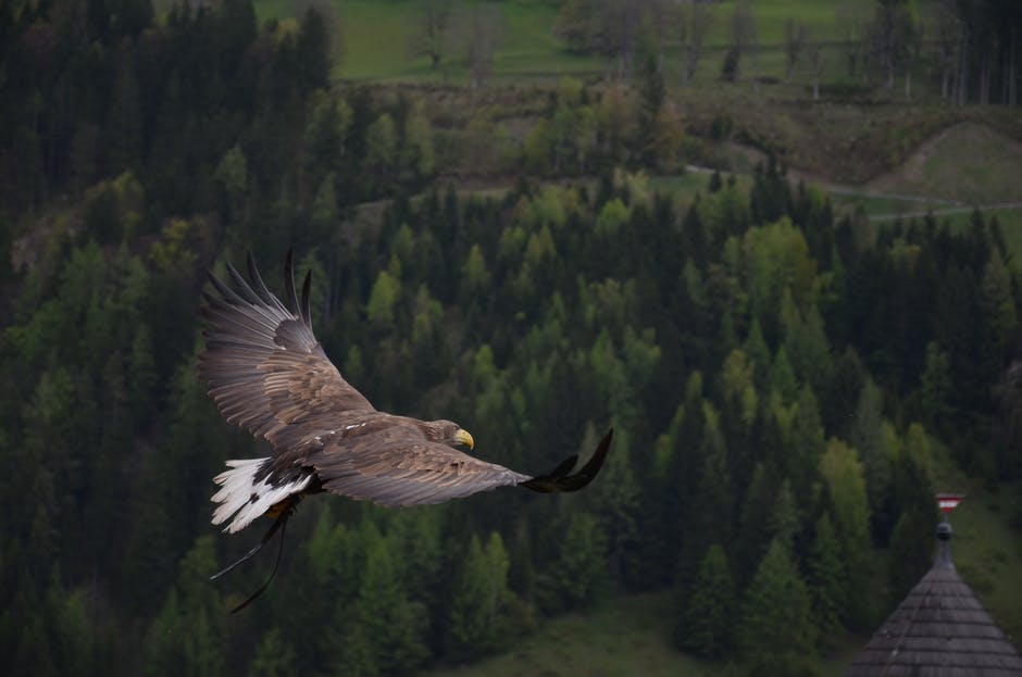 Pick the best eagle names for your pets