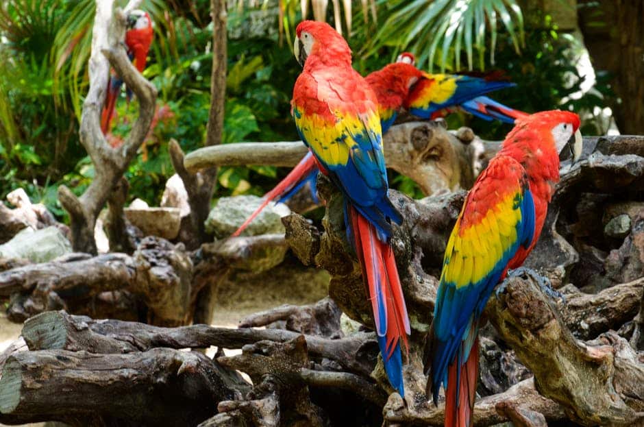 Famous parrot names will make a great pet name