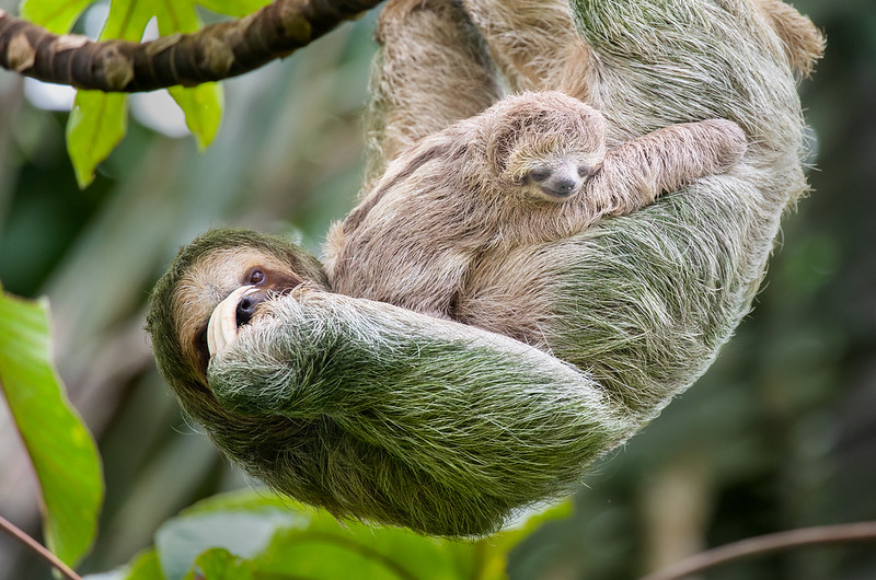 Choose a famous sloth name for your pet.