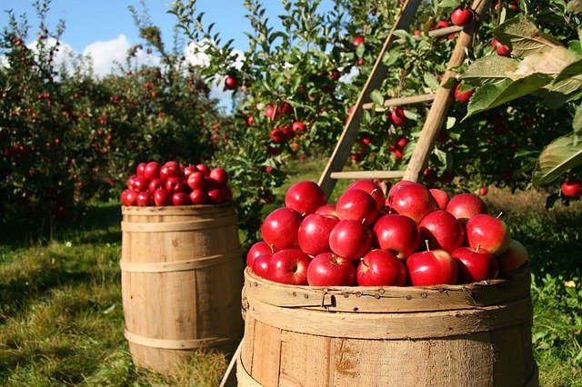 Trees provide us with lots of amazing food.