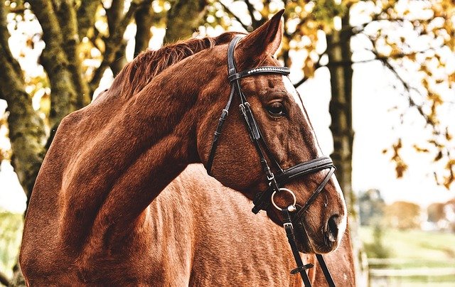 We love our hooved friends, they stand by us for many years.