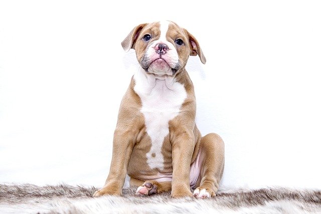 There are many bulldog names that mean "peace".