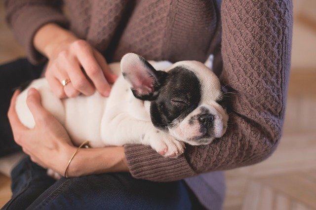 People all over the world love bulldogs.
