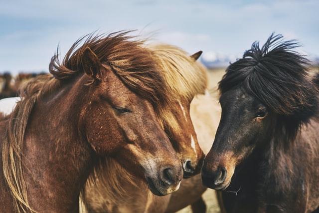Check out the cute Star Stable horse name ideas.