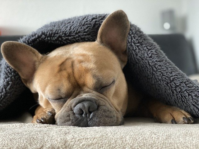 French bulldog names can also be very amusing.