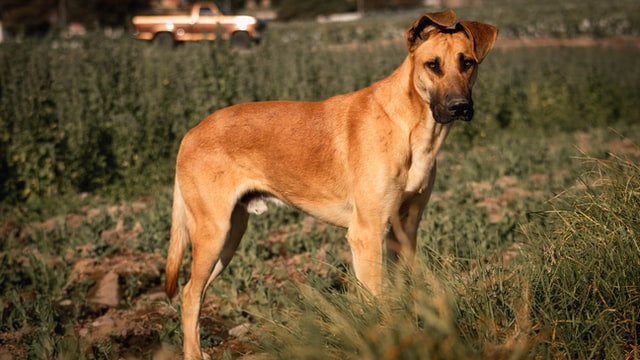 Great Dane names can be inspired by coat colors, size, and so much more