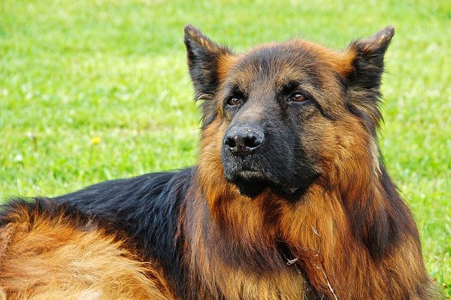 Some of the military dog names are inspired by movies and TV shows