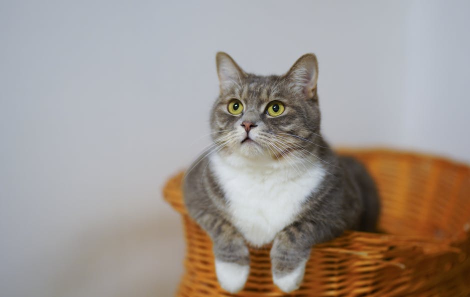You can easily find for mythical cat names for boys as well as for girls.