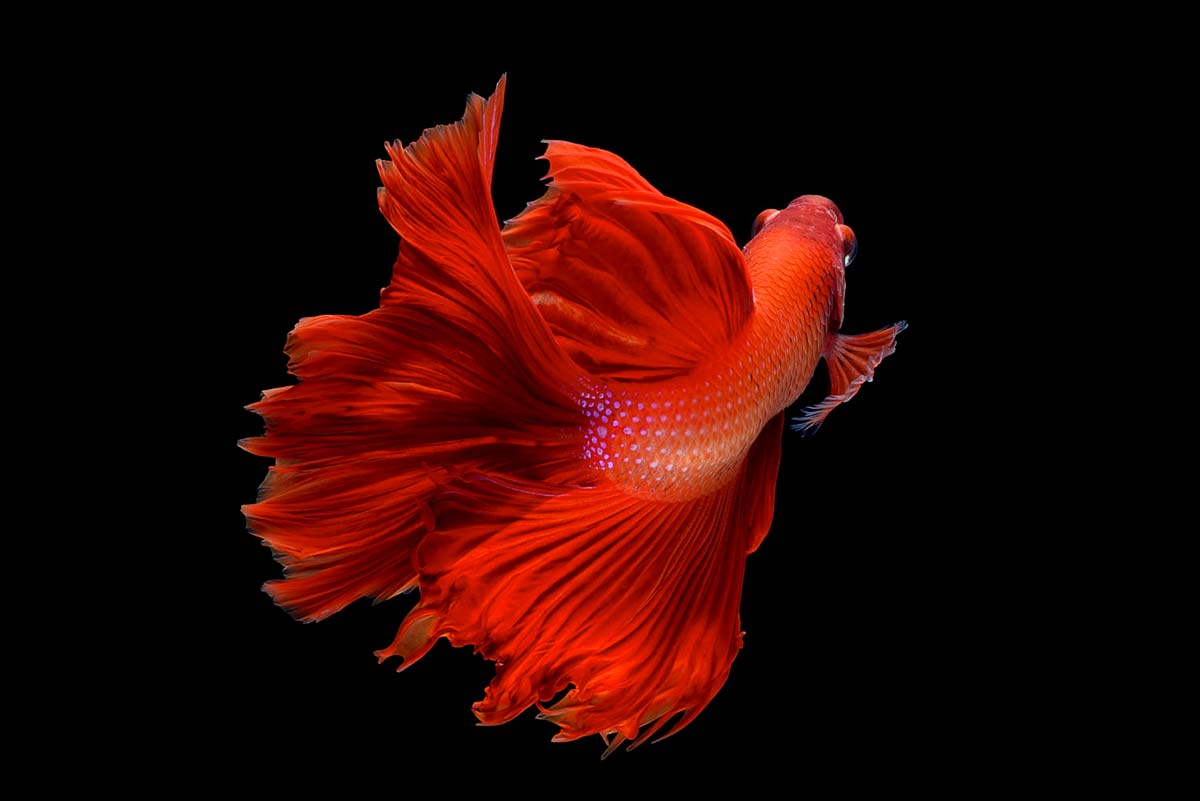 Names that were made for the red betta fish