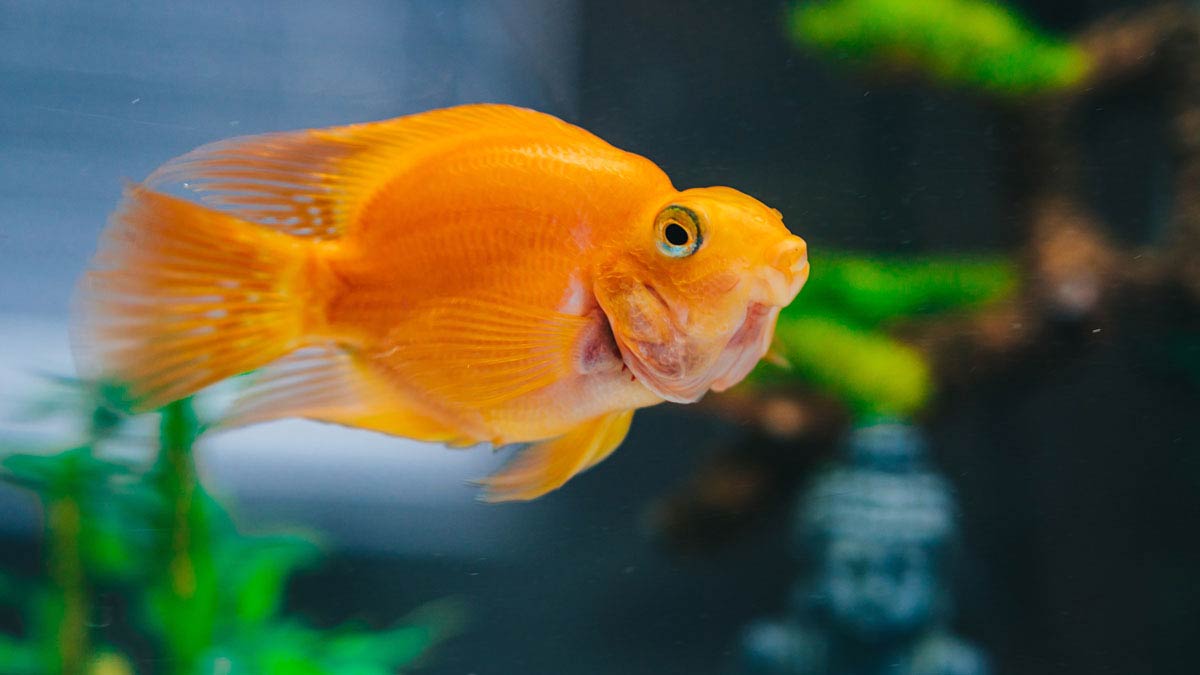 Names like Goldie, Skipper, and others are very common, so let's find some unique names.