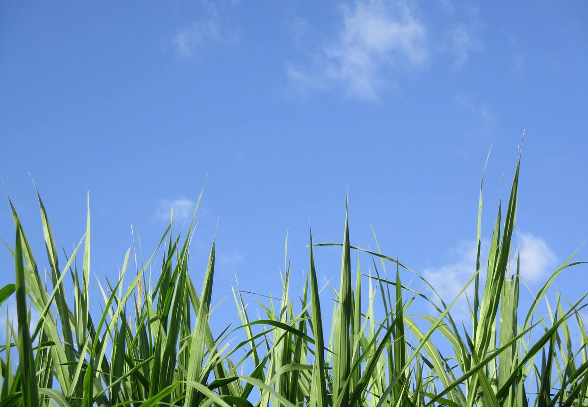 Grass pun can be hilarious to read and to laugh at with your friends.