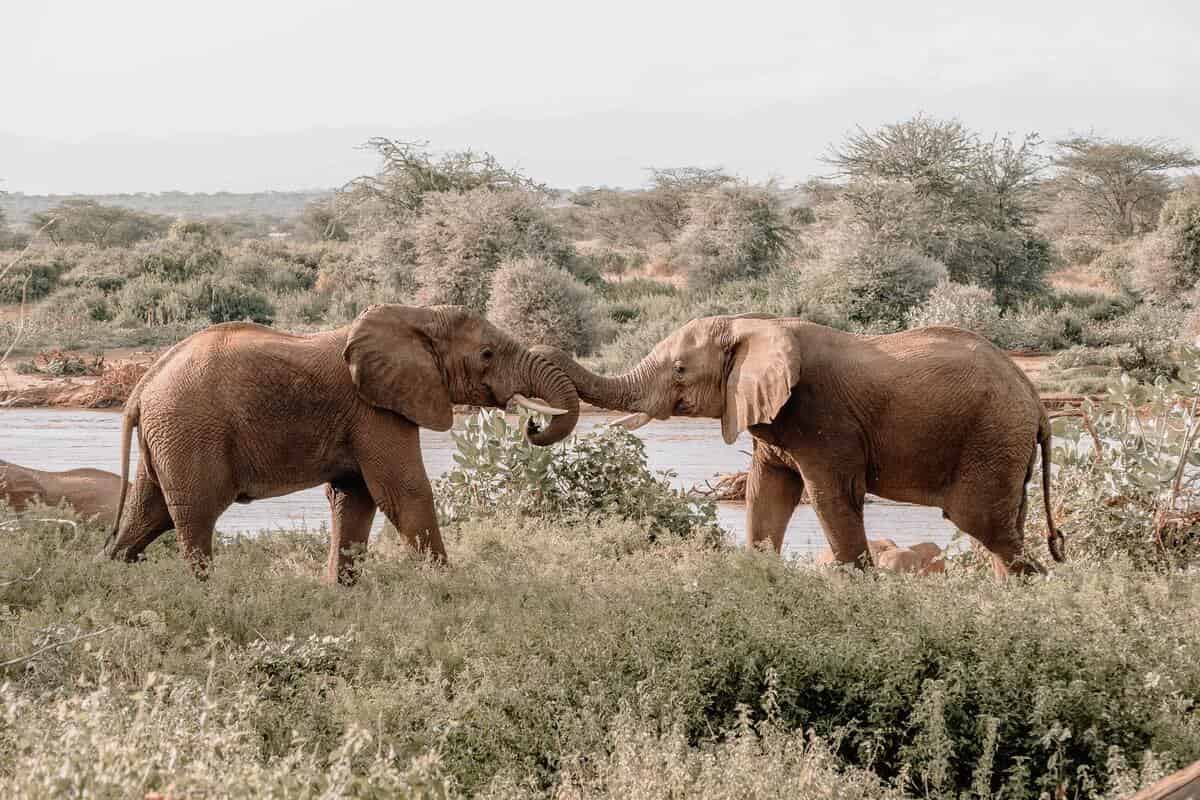 The most hilarious elephant puns can keep you entertained for hours.