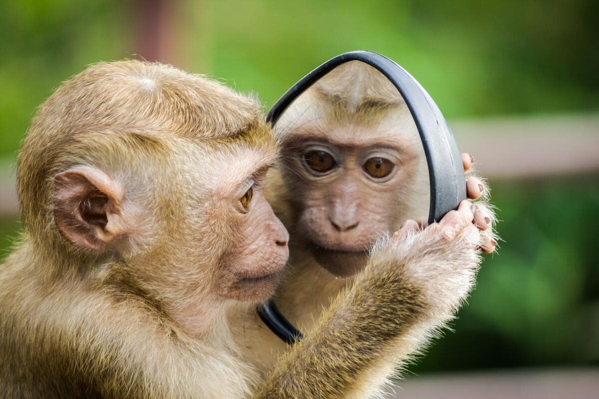The funniest monkey puns can keep you laughing all day long.