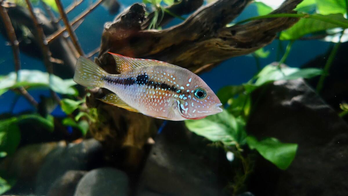 A clever fish pun has become a new way to gain attention in the fishy world.