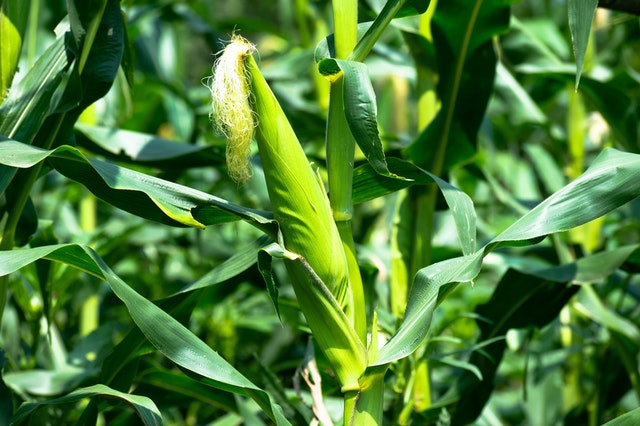 Maize used to be a staple food here in North Carolina.
