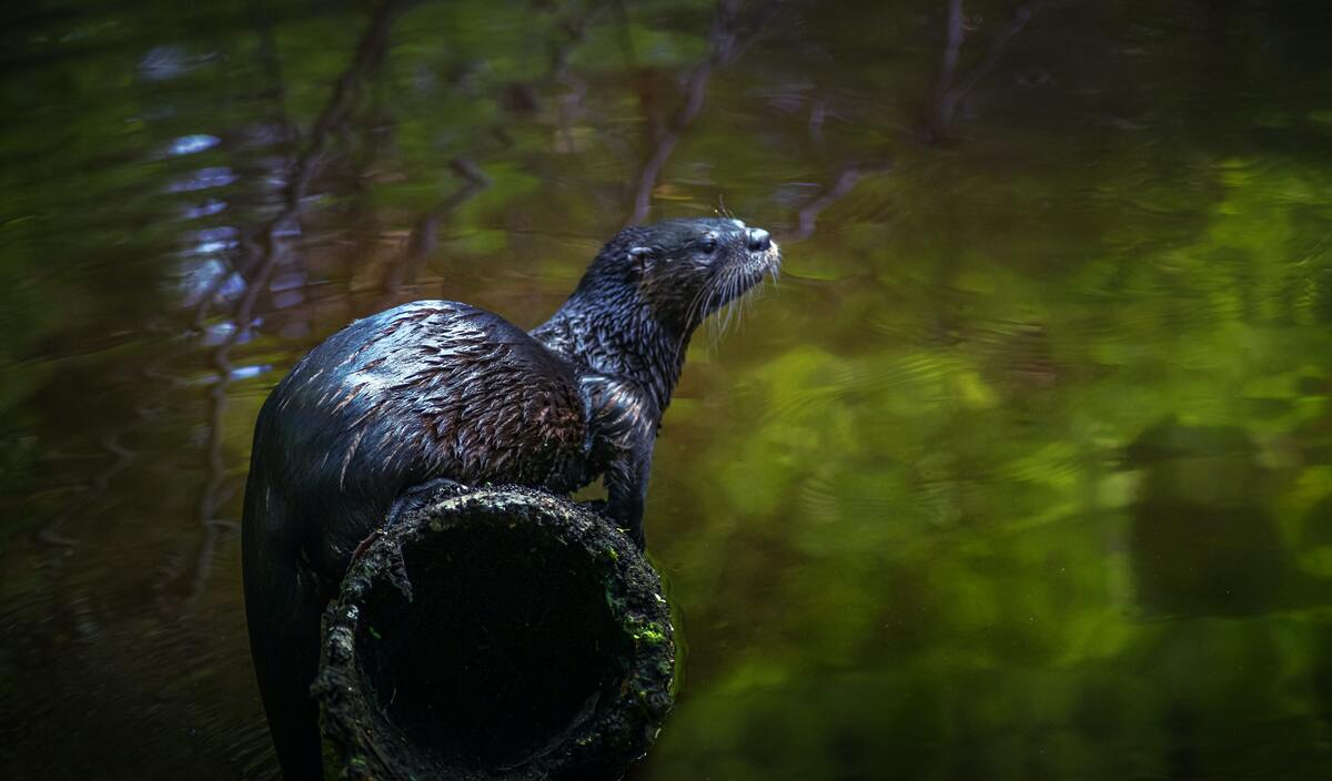 Otters are otterly amazing, very furry animals.