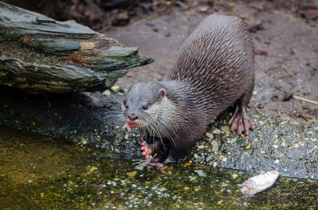 We have all kinds of funny animal puns that you and your significant otter will appreciate.