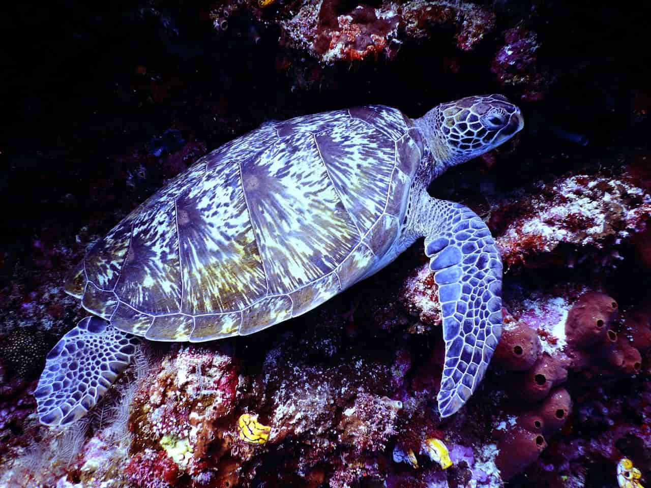A turtle pun on sea turtles or the snapping turtle is great for Instagram.