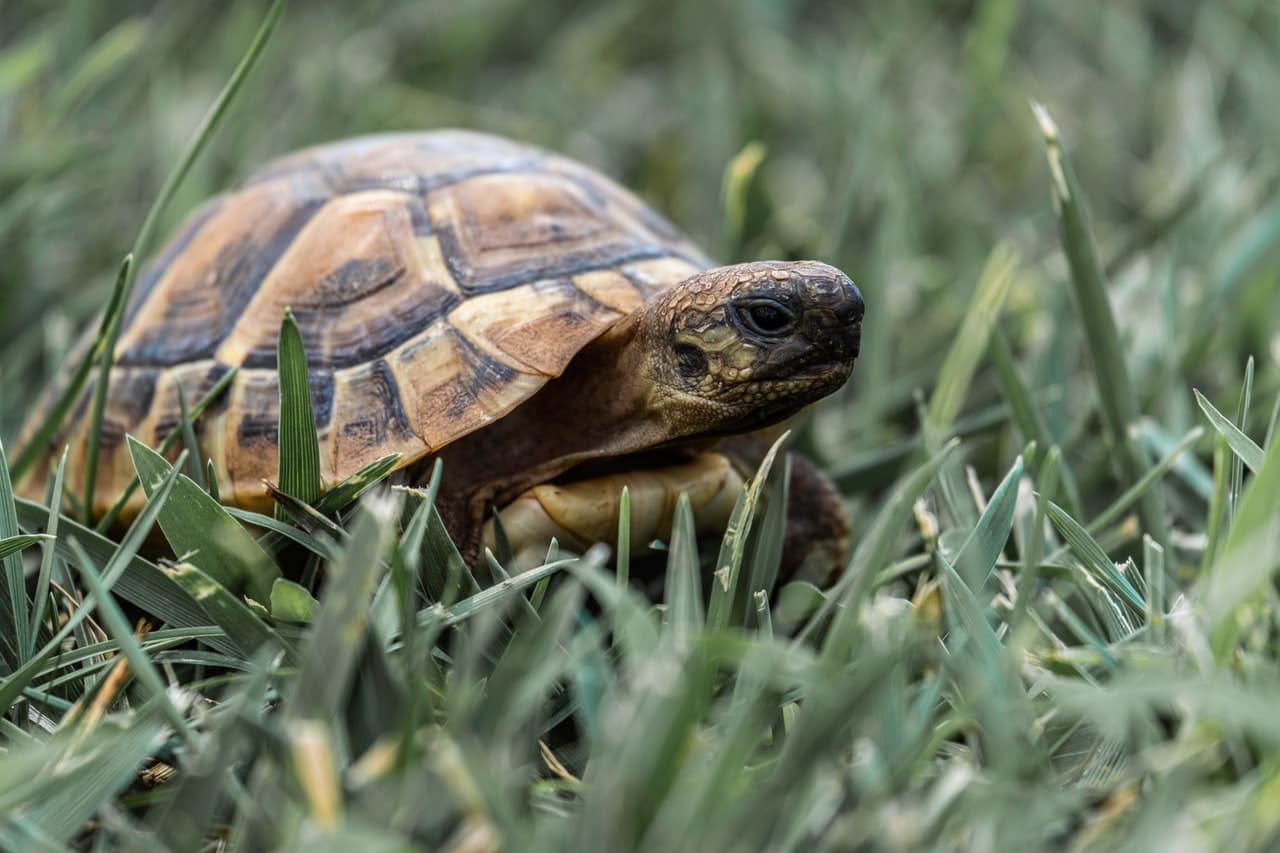 Sea turtles wear turtle necks to go to the shell station.