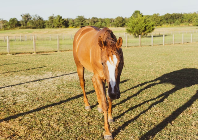 Kentucky is known as the horse capital of the world.