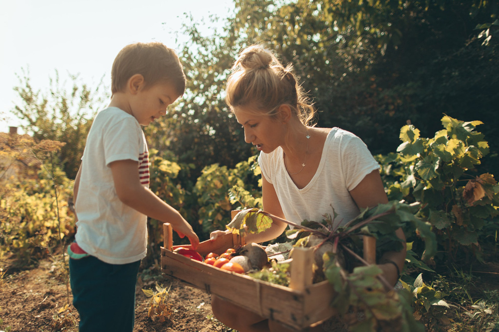 Mother and son picking vegetables in the garden.