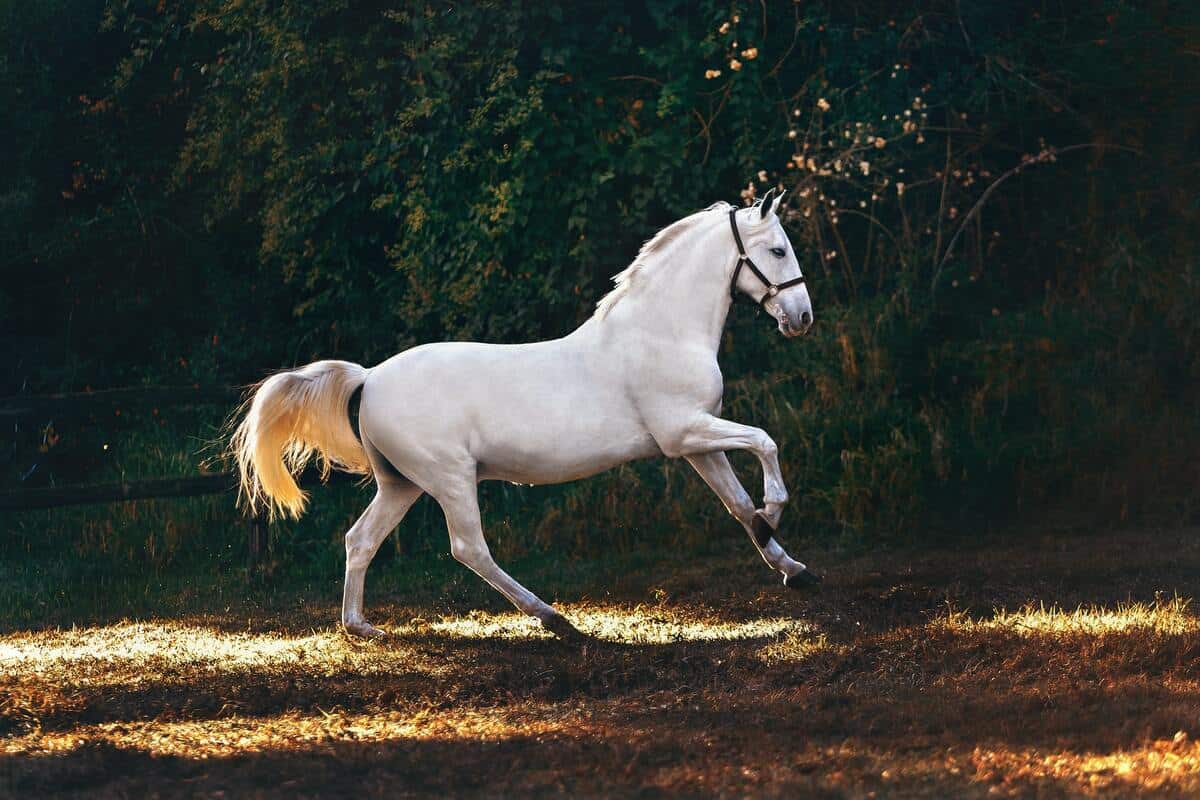 Our horse puns are just as fun like horse riding.
