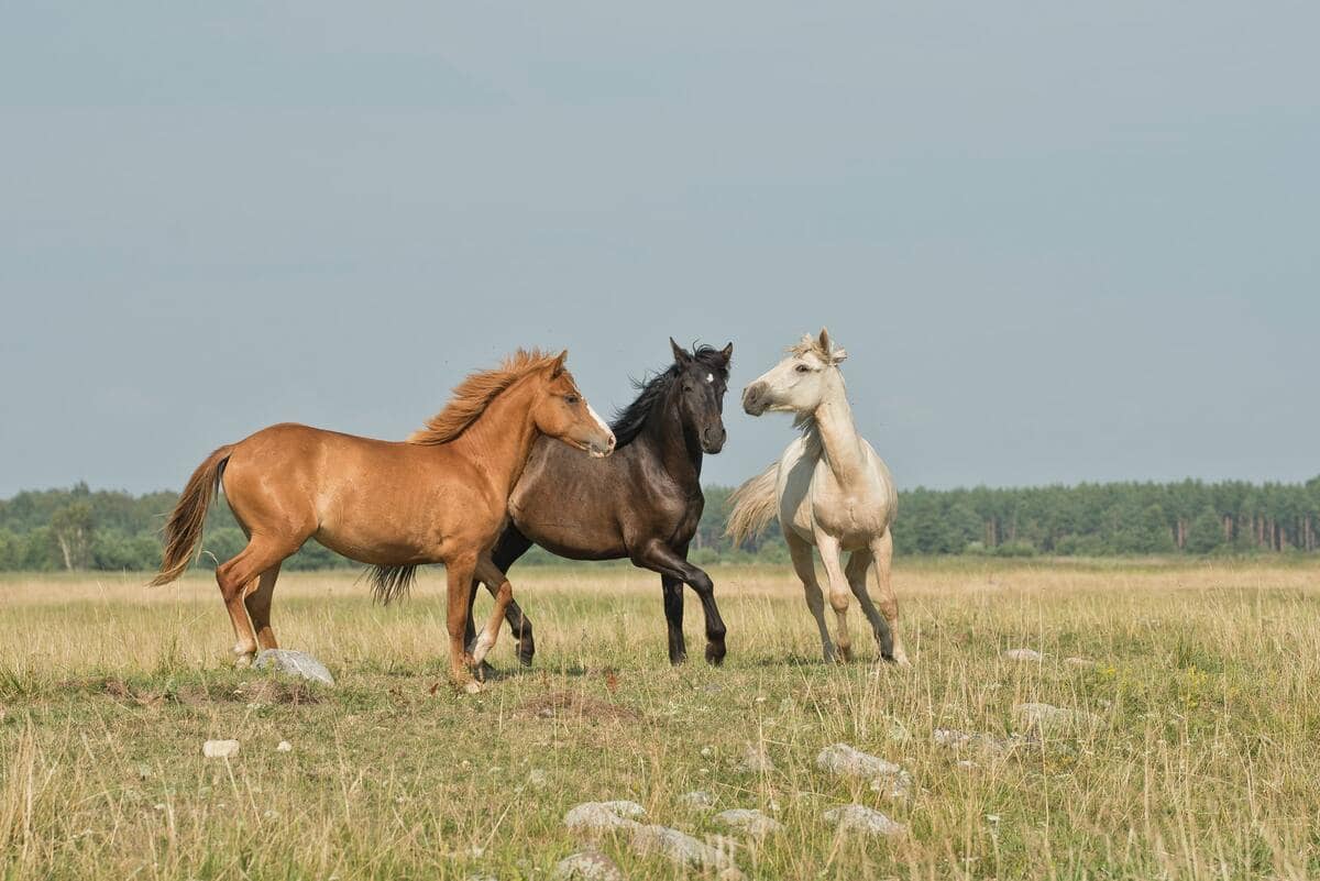 Horse puns are a great source of humor.
