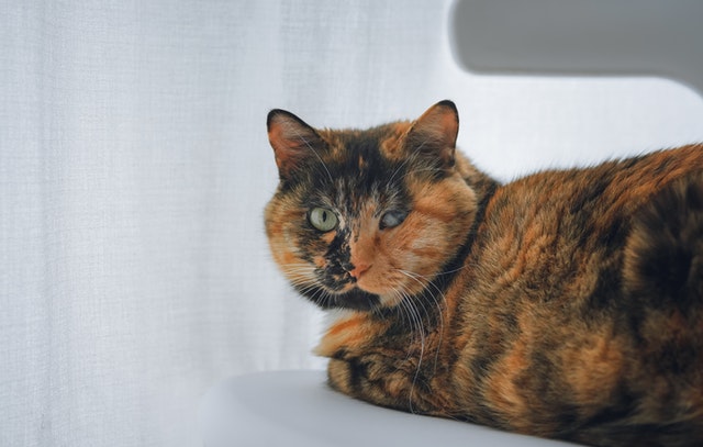 Calicos are normally orange, black and white.