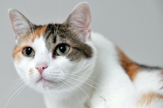 Calicos are nearly always female.