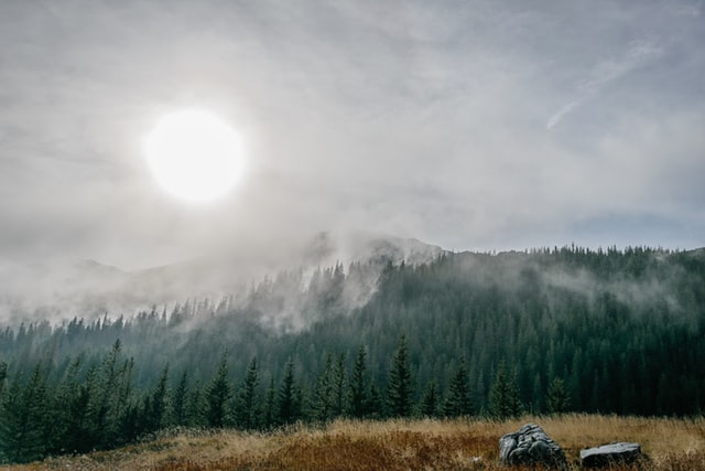 Poland is home to some of the oldest forest land in Europe.