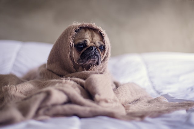 Chinese names for pets vary according to many reasons.