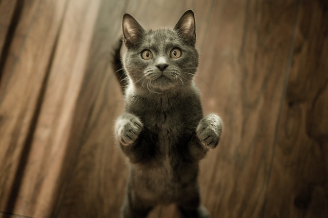 Asian cat names, in general, are quite popular worldwide.