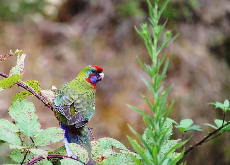 These names are some of the best parrot names for your new pet