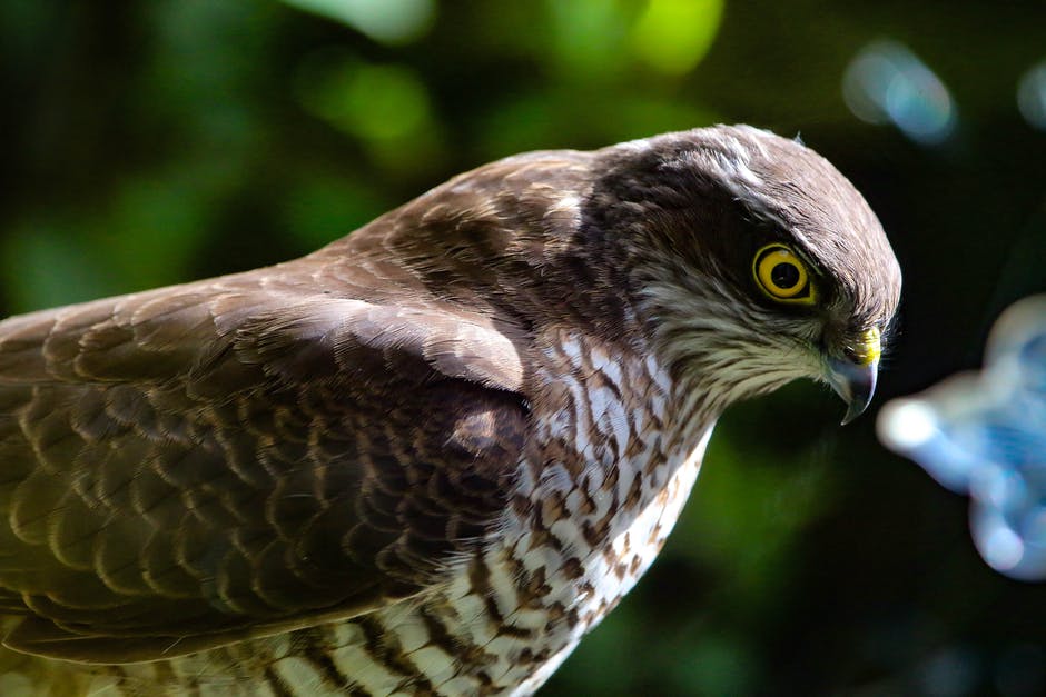 Hawks are prey birds thus they are masters in finding their food