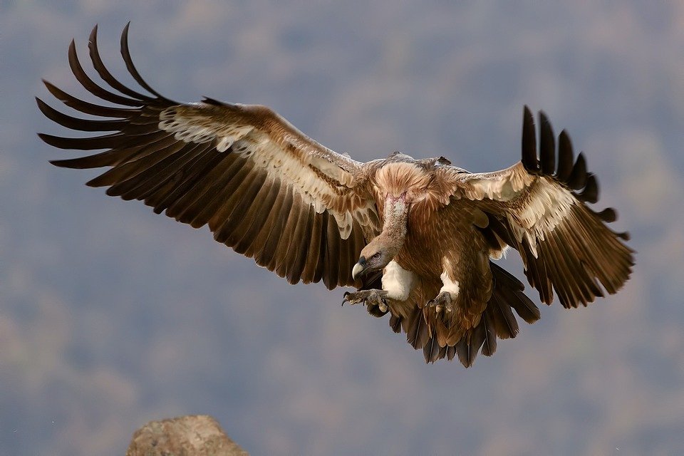 Eagles are another species of hawk, so in this list you may also find eagle names