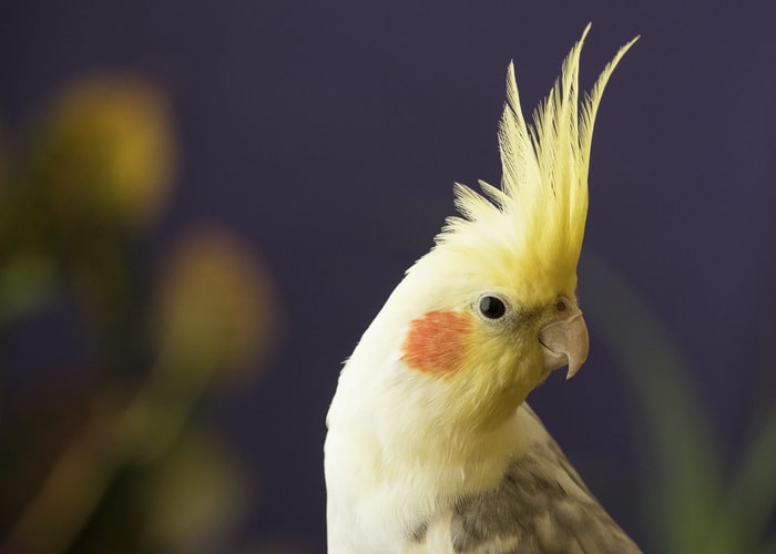 There are several unisex bird name options that will suit both male and female pets.