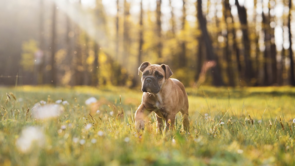 Inspiration for Boxer dog name ideas can be taken from many places