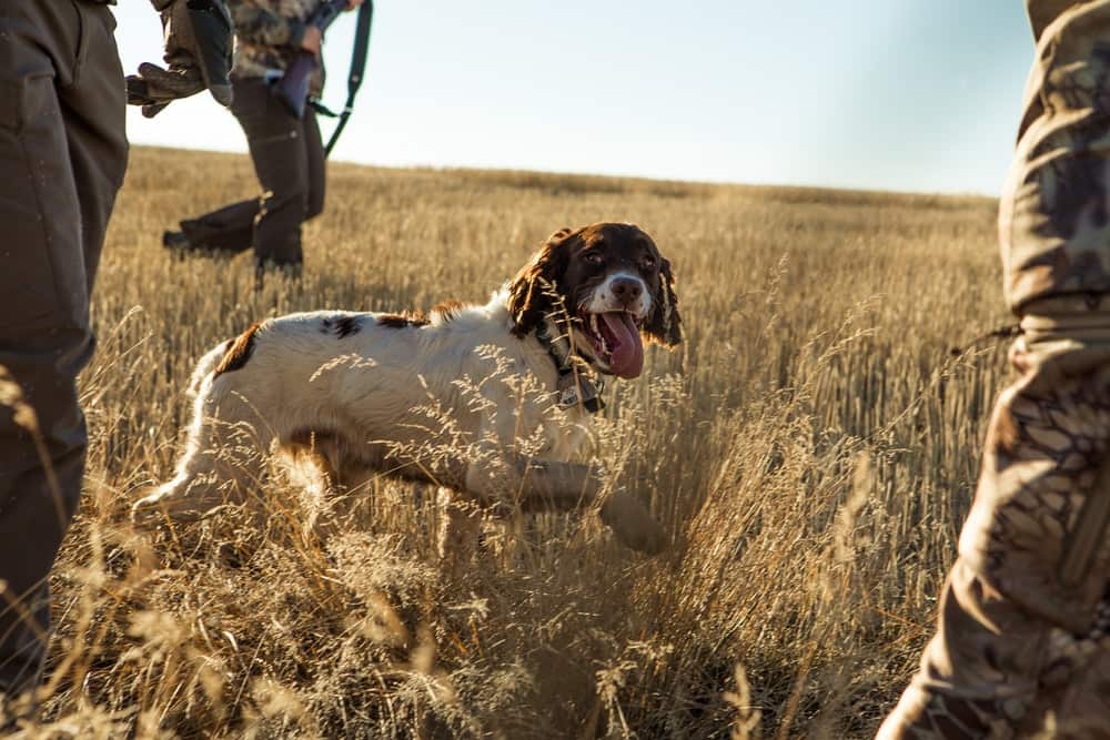 Man's best friend deserves the best name