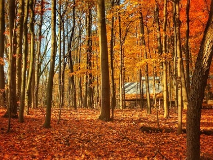 Half of the land in the state of Michigan is covered in forests.