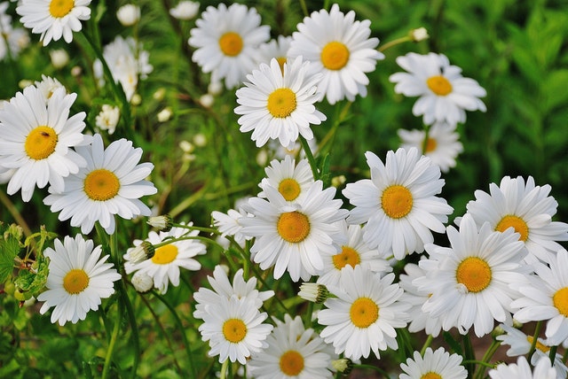 Many flowers have medicinal and healing properties.