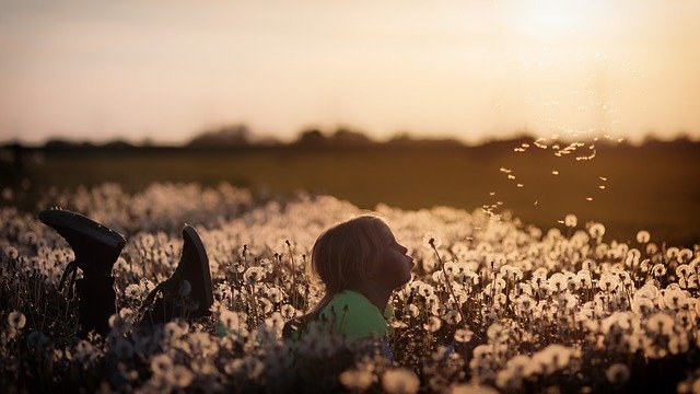 Some people believe you can make a wish by blowing a dandelion.