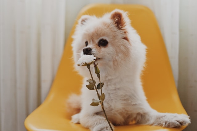 Inspiration for Pomeranian dog name ideas can be anything.