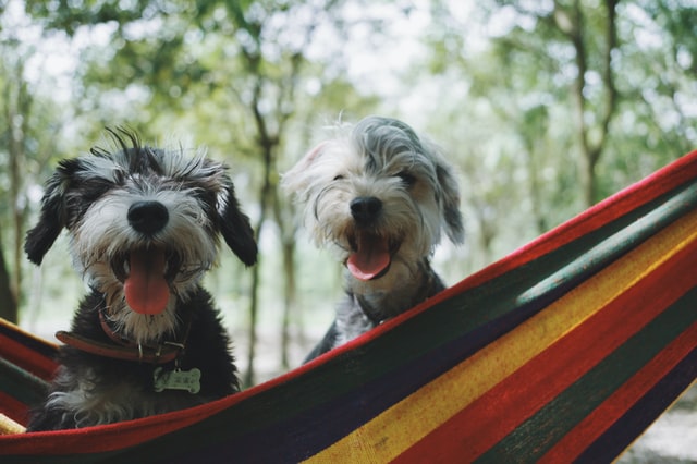 There are six different colored Shih Tzu puppies and dogs.