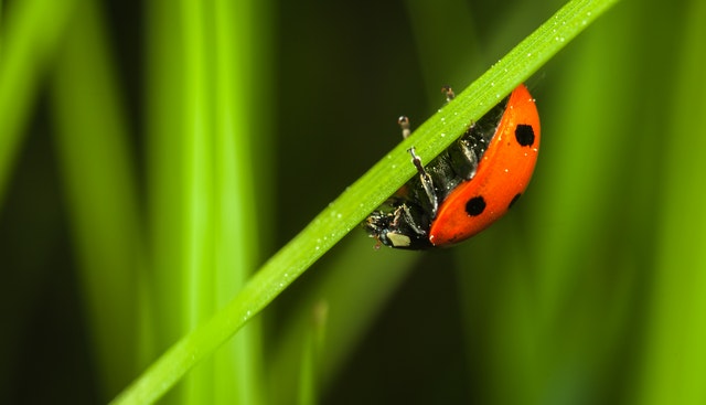 Ladybugs live up to two years.