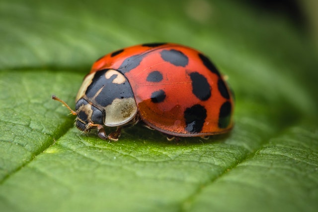 Ladybugs lay their eggs on the underside of leaves.